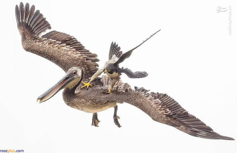 عکس/سریع‌ترین پرنده جهان سوار بر پرنده دیگر