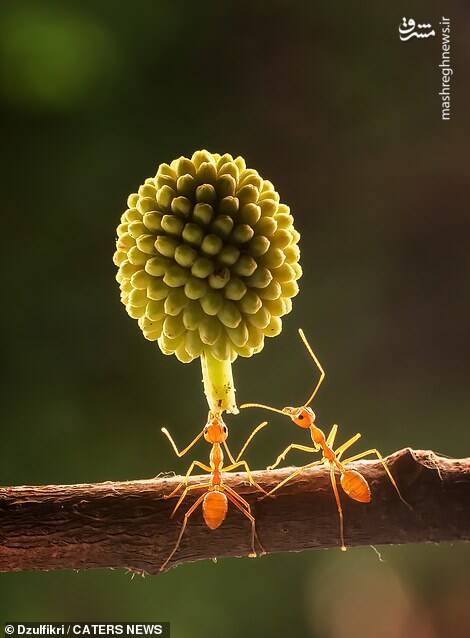 قدرت خارق العاده مورچه ها +عکس