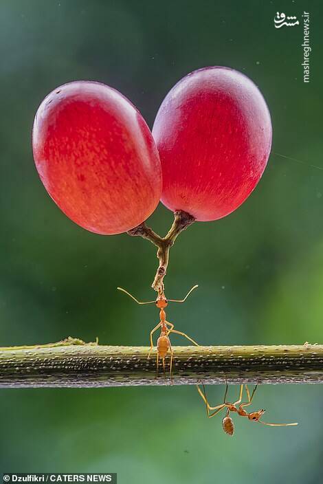 قدرت خارق العاده مورچه ها +عکس