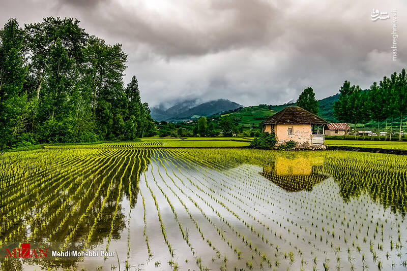 عکس/ مزارع برنج مازندران