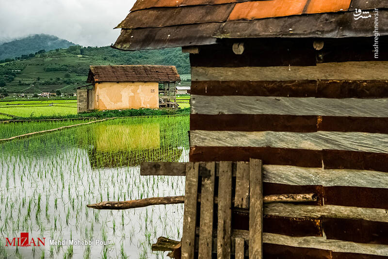 عکس/ مزارع برنج مازندران