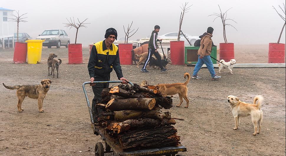 مافیای سگ‌های ولگرد/ درآمد میلیاردی افراد سودجو با حمایت افراد ساده‌لوح/ بلایی که سگ‌های ولگرد بر سر محیط زیست ایران آورده اند