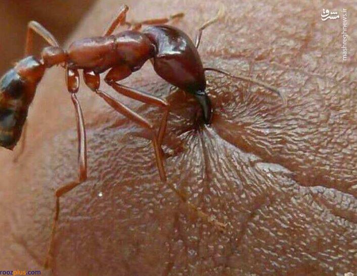 عکس/ لحظه گاز گرفتن مورچه