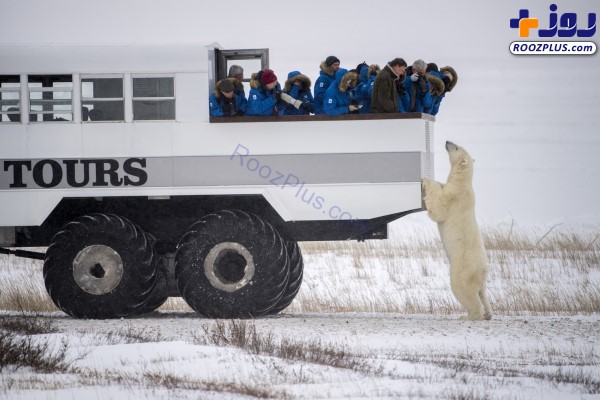 خرس قطبی کنجکاو و توریست‌ها +عکس