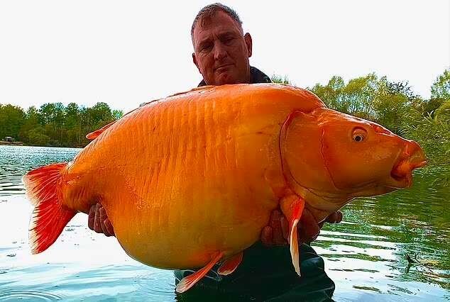 بزرگترین ماهی قرمز جهان با وزن ۳۰ کیلوگرم صید شد!+ عکس