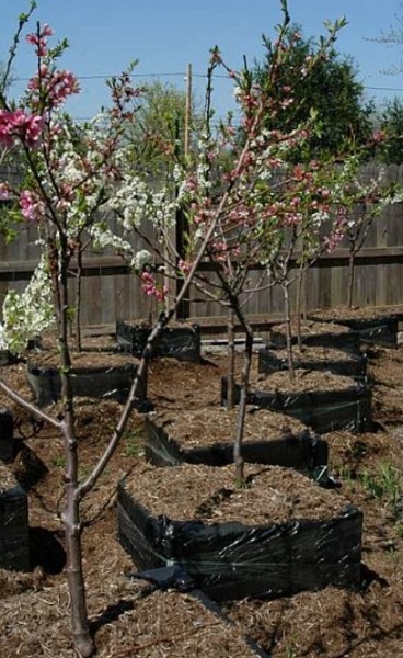 عکس/تولید درختی که ۴۰ میوه مختلف می‌دهد!