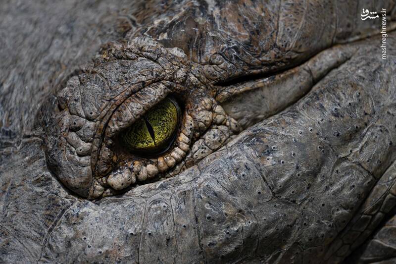 عکس/چشم تمساح از نمای نزدیک