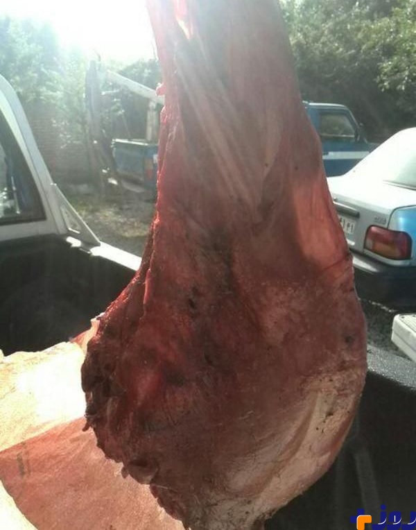 فروش گوشت گراز ۸۰ هزار تومان در تهران!/ عکس