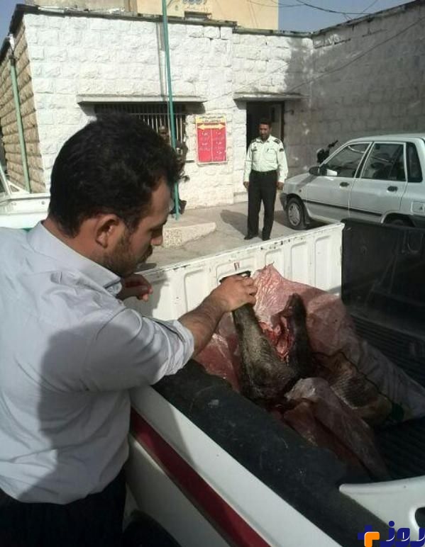 فروش گوشت گراز ۸۰ هزار تومان در تهران!/ عکس