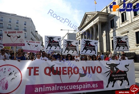 معترضان در اسپانیا: گاوبازی را متوقف کنید! + تصاویر