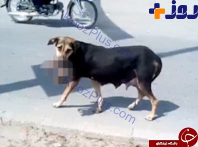 جنازه نوزاد مرده در دهان یک سگ!+تصاویر