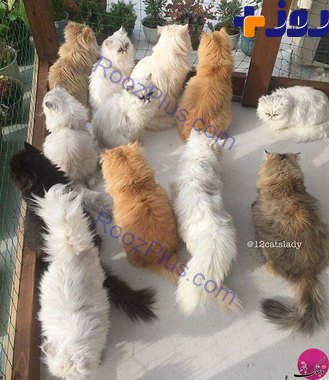 این 12 گربه ایرانی، اینستاگرام را منفجر کرده اند