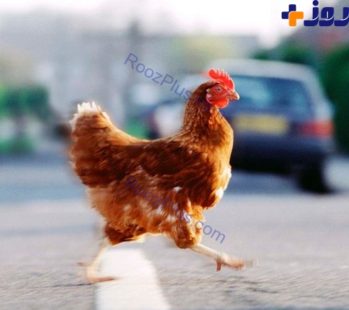 بازداشت یک مرغ! +تصاویر