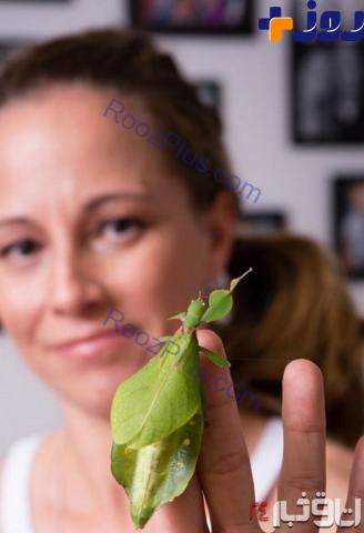 زندگی جنجالی این زن با حشرات سمی +تصاویر