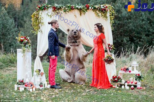 یک خرس، زوج روسی را به عقد هم درآورد! +تصاویر