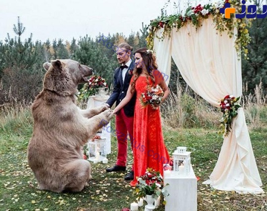 یک خرس، زوج روسی را به عقد هم درآورد! +تصاویر