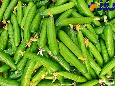 در زمستان هر روز خیار بخورید در زمستان هر روز خیار بخورید