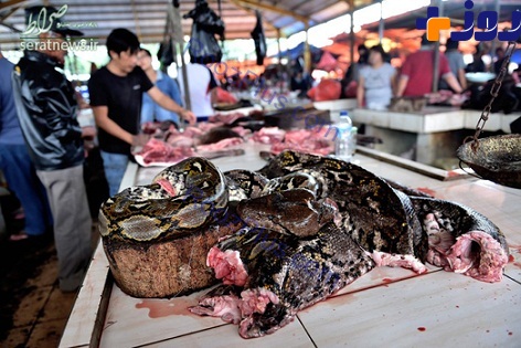 تصاویر/ فروش گوشت مار، میمون، خفاش و سگ سوخاری