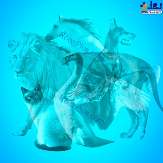 تست روانشناسی/ شخصیت شما چگونه است؟