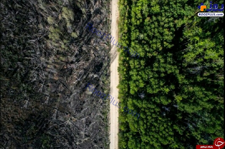 تصویری جالب از جاده ای که ناجی جنگل شد!