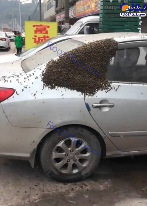 هجوم هزاران زنبور به یک خودرو +عكس