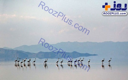 فلامینگو‌ها به دریاچه ارومیه بازگشتند+عکس