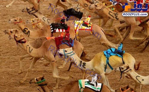 ربات‌های شترسوار در مسابقات دبی + تصاویر