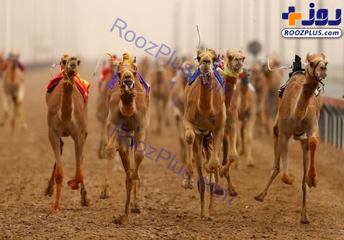 ربات‌های شترسوار در مسابقات دبی + تصاویر