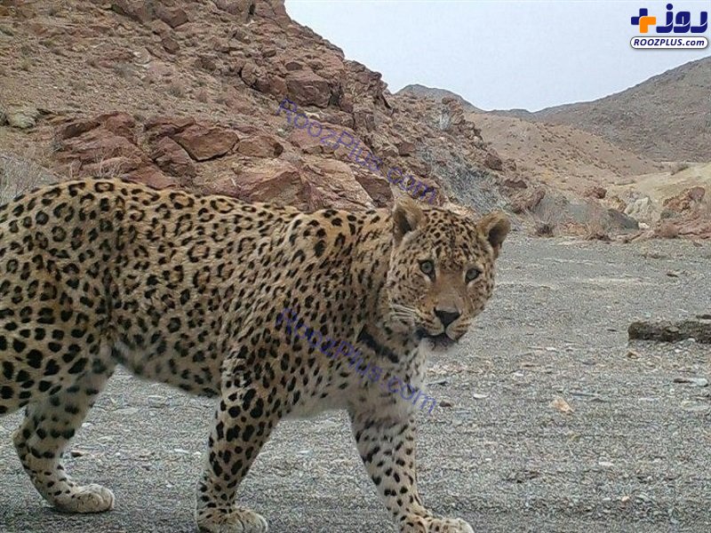 ثبت تصویر پلنگ ایرانی در سفید کوه خرم آباد