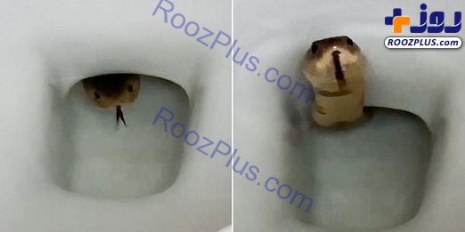 صحنه ترسناک مار کبرا در توالت فرنگی + عکس