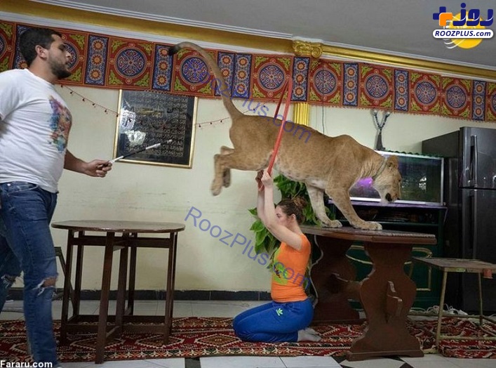 عکس/ مربی سیرک شیر را به خانه آورد!