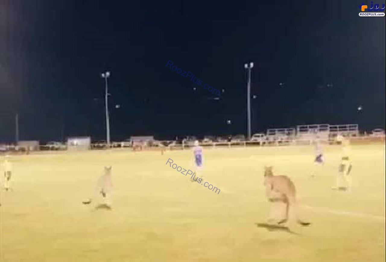 کانگروها مسابقه فوتبال را بهم زدند!+عکس