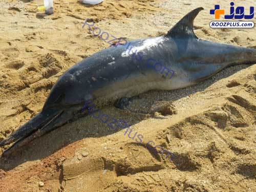 به گل‌نشستن یک دلفین در ساحل بوشهر +عکس