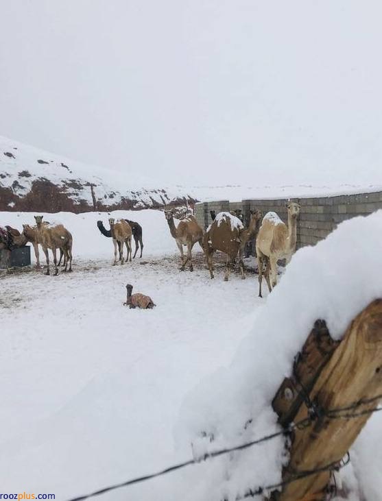 بارش برف شمال عربستان را سفید پوش کرد