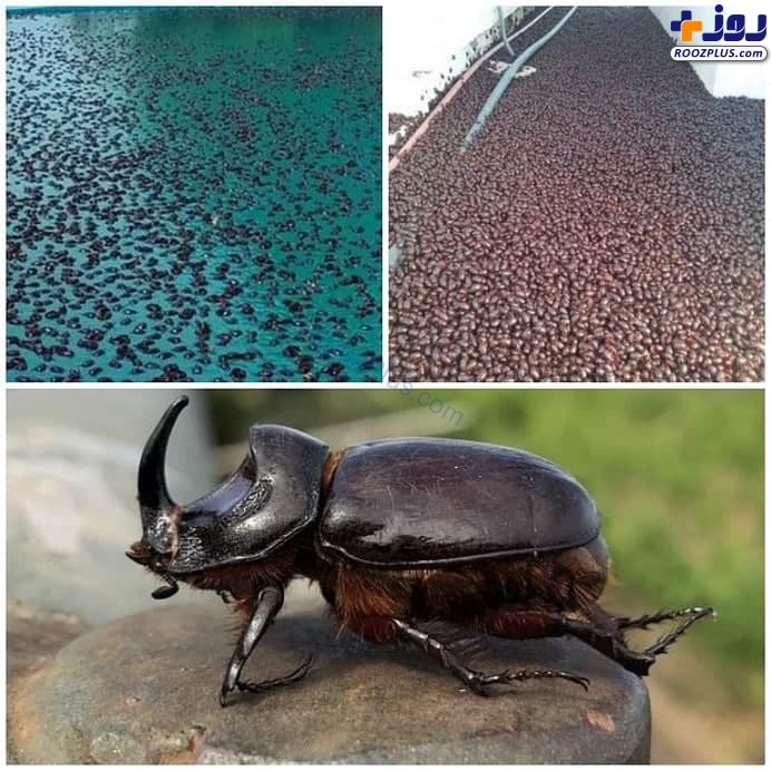 حمله سوسک‌ها به ۴ شهر آرژانتین +تصاویر