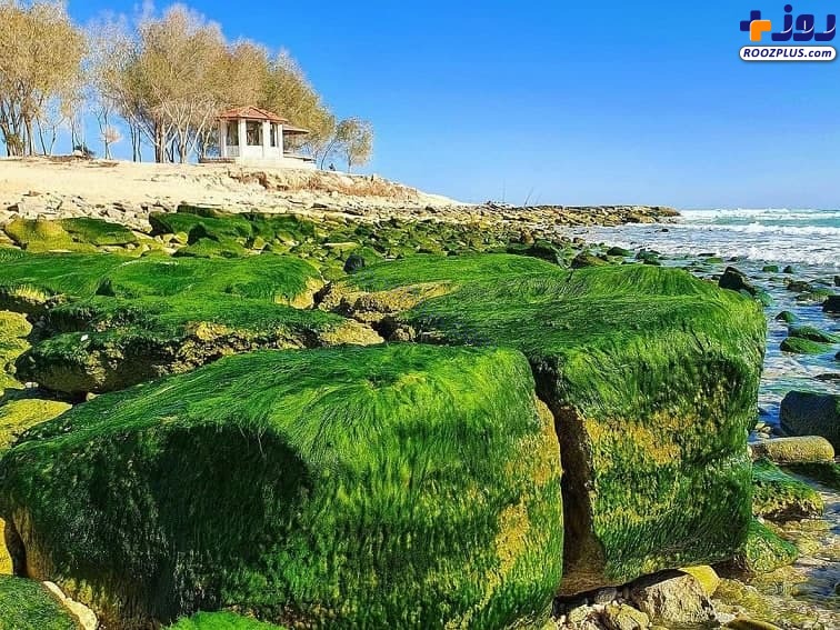 رشد جلبک‌های سبز در سواحل دریا +تصاویر