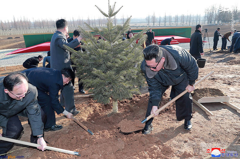 روز درخت کاری در کره شمالی/عکس