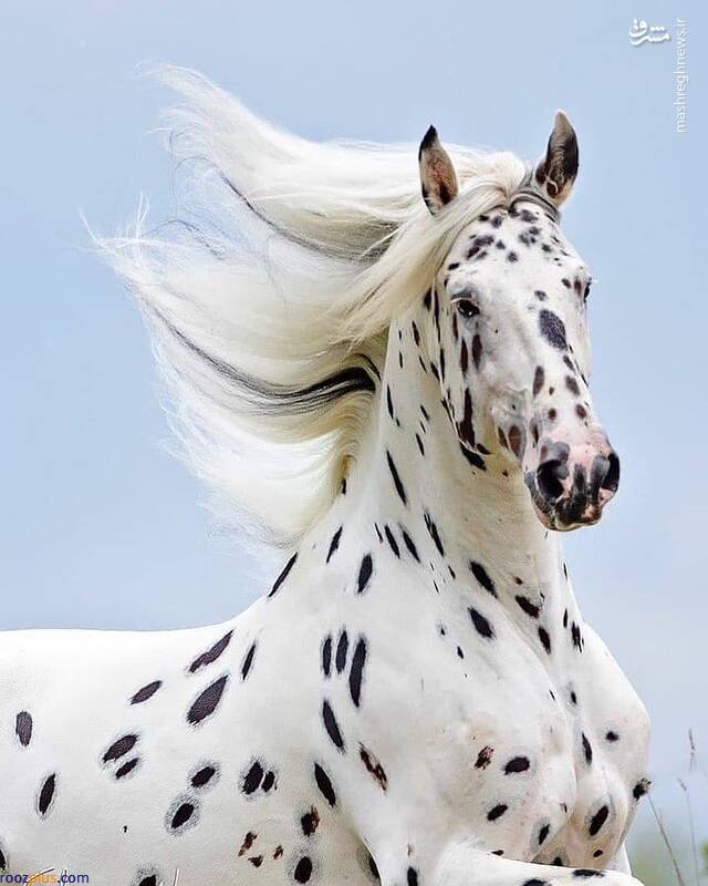 تصویری زیبا از یک اسب خالدار و خاص