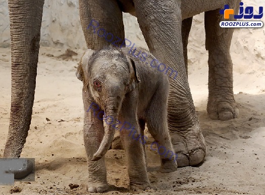 نخستین فیل متولد شده در ایران