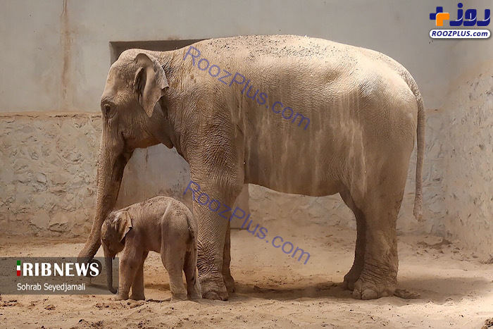 نخستین فیل متولد شده ایران در کنار مادرش +عکس