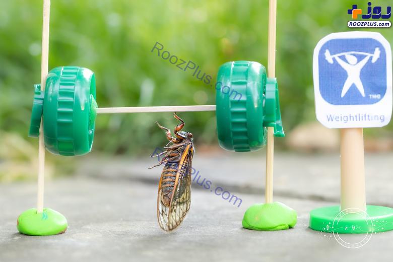حشره «سیکادا» و انجام حرکات ورزشی! +تصاویر