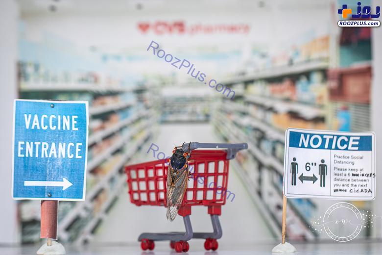 حشره «سیکادا» و انجام حرکات ورزشی! +تصاویر
