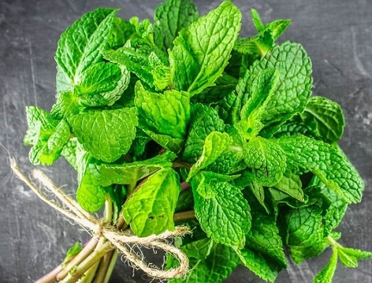 خواص معجزه آسای گیاه نعناع/ ازدرمان آسم تا کاهش وزن