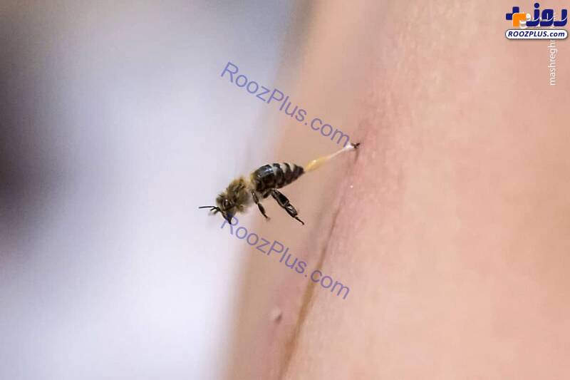 لحظه نیش زدن زنبور را از نزدیک ببینید