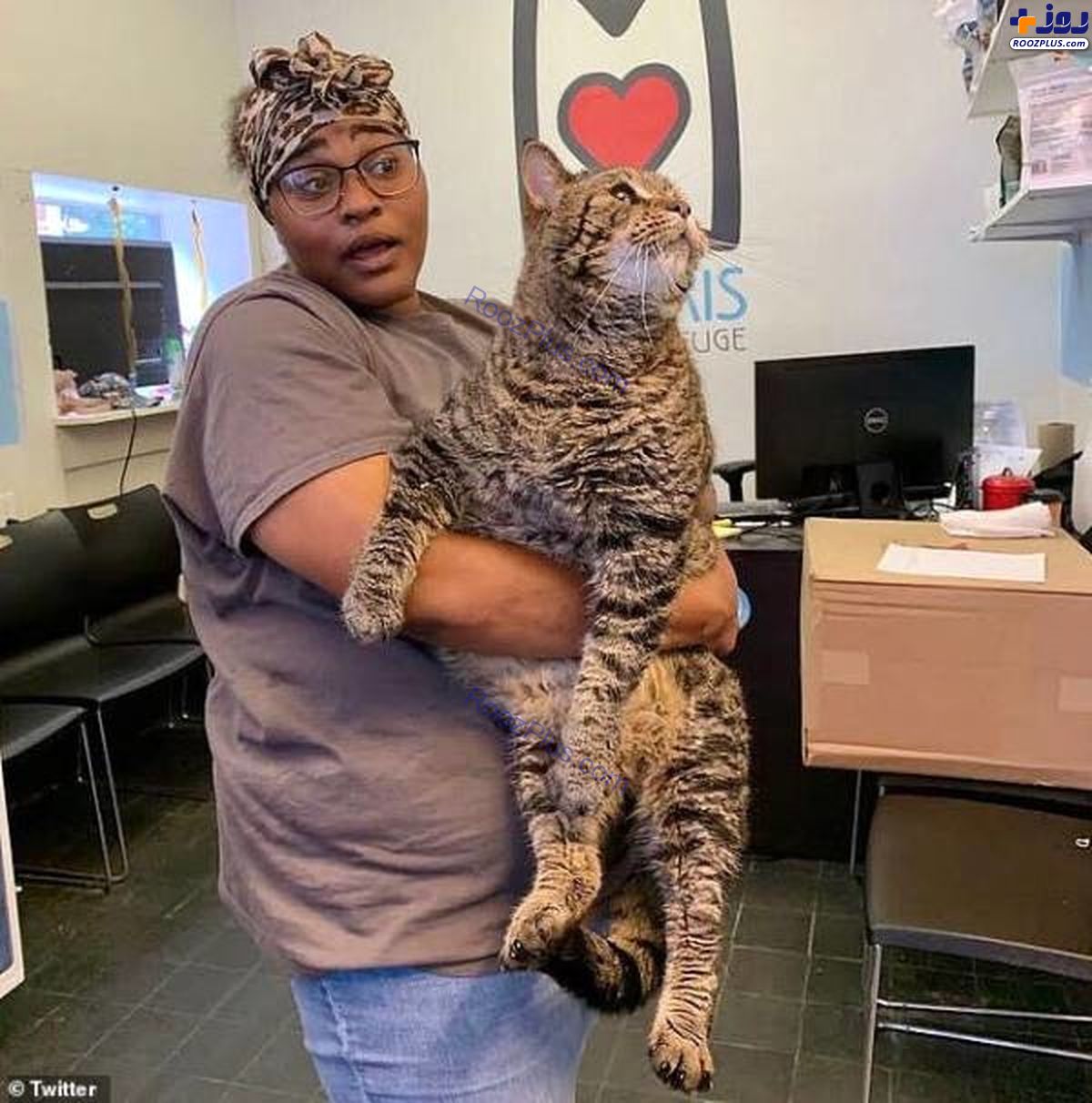 بزرگترین گربه ماهی جهان