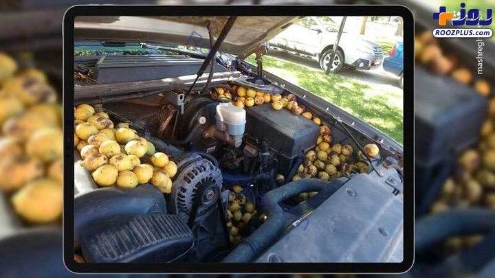 عکس/ انبار گردو جالب یک سنجاب