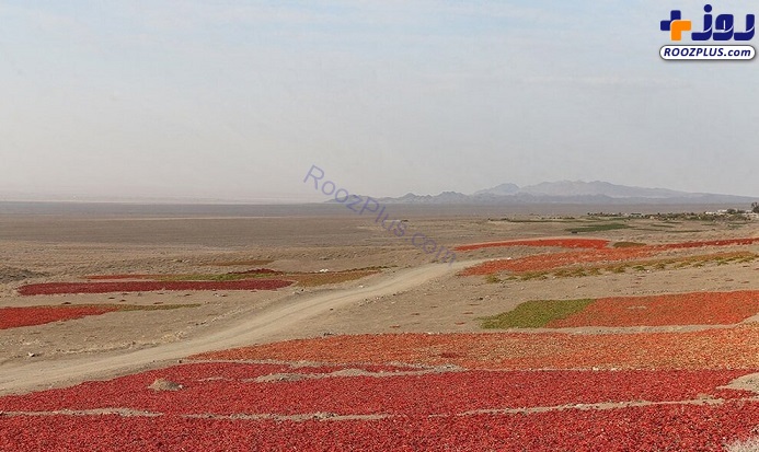 تصاویری زیبا از سرزمین فلفل