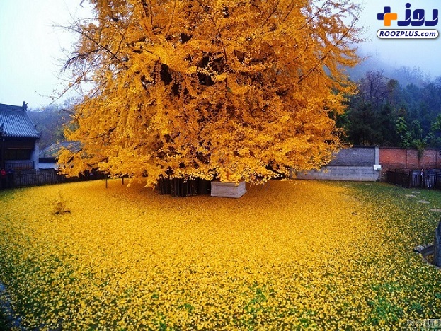 زیبایی حیرت انگیز درخت طلایی با ۱۴۰۰ سال قدمت در چین + تصاویر