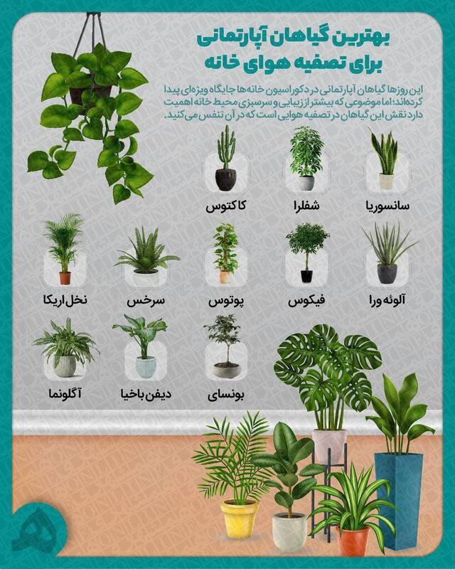 اینفوگرافیک/ بهترین گیاهان آپارتمانی برای تصفیه هوای خانه