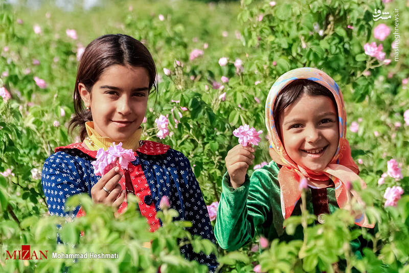 عکس/ فصل برداشت گل محمدی